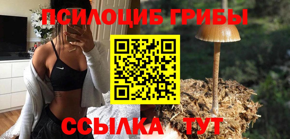 Псилоцибиновые грибы Psilocybe Барабинск